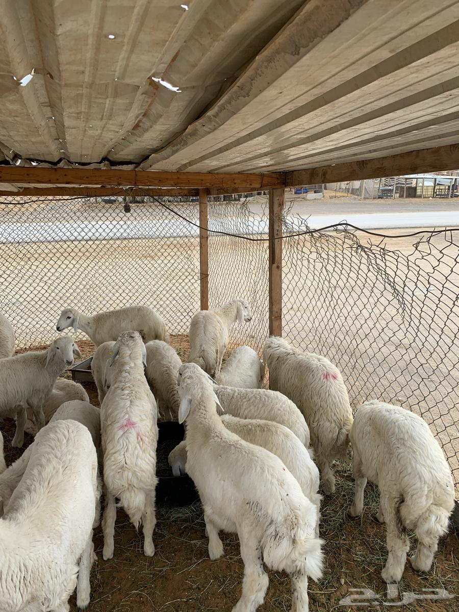 Slaughtering freedoms for sale63209055617922111