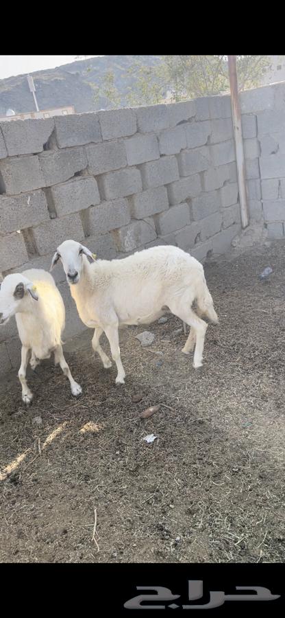 Sheep for sale (Sold)63208107749762114