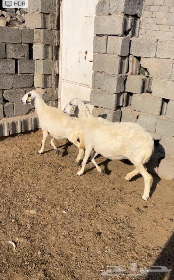 Sheep for sale (Sold)63208107749762113