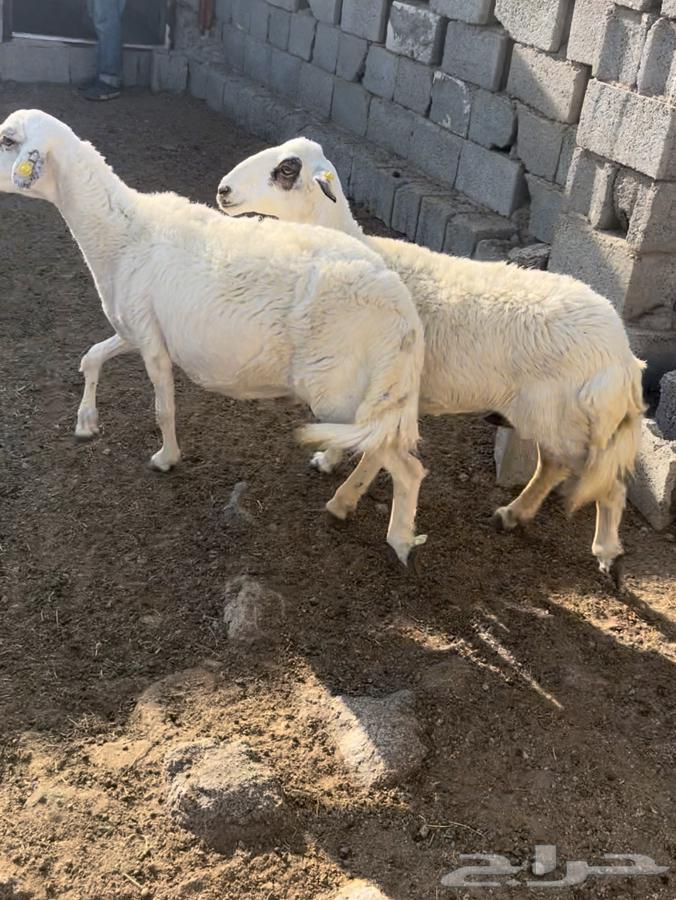 Sheep for sale (Sold)63208107749762112