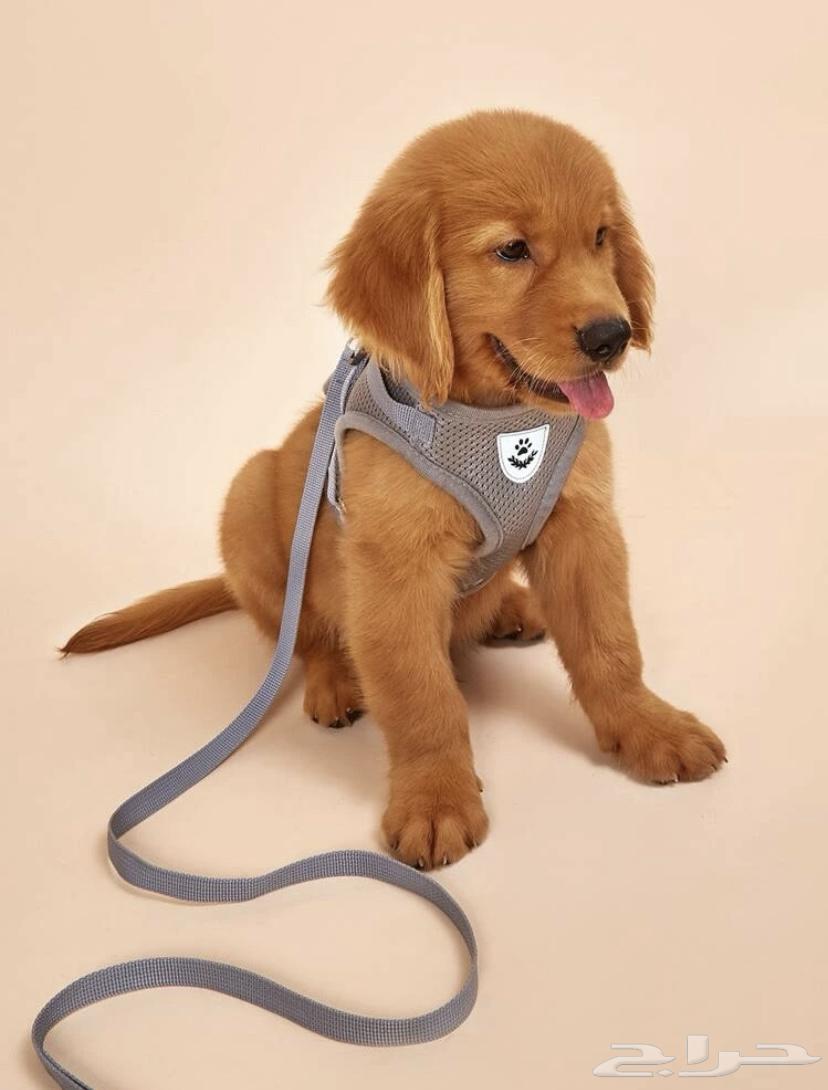 Dog and cat belt63210567025153111