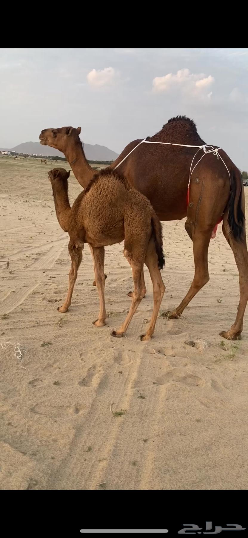 I hate a red foal with blood beneath it, a foal (sold).63208103970049111