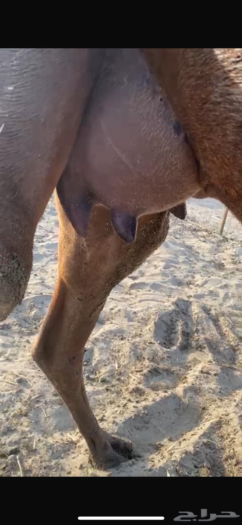 I hate a red foal with blood beneath it, a foal (sold).63208103970049114