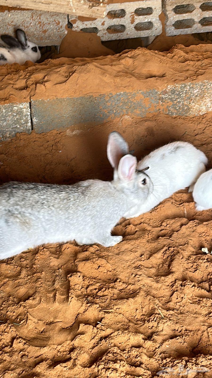 Rabbits for sale63209077981313112