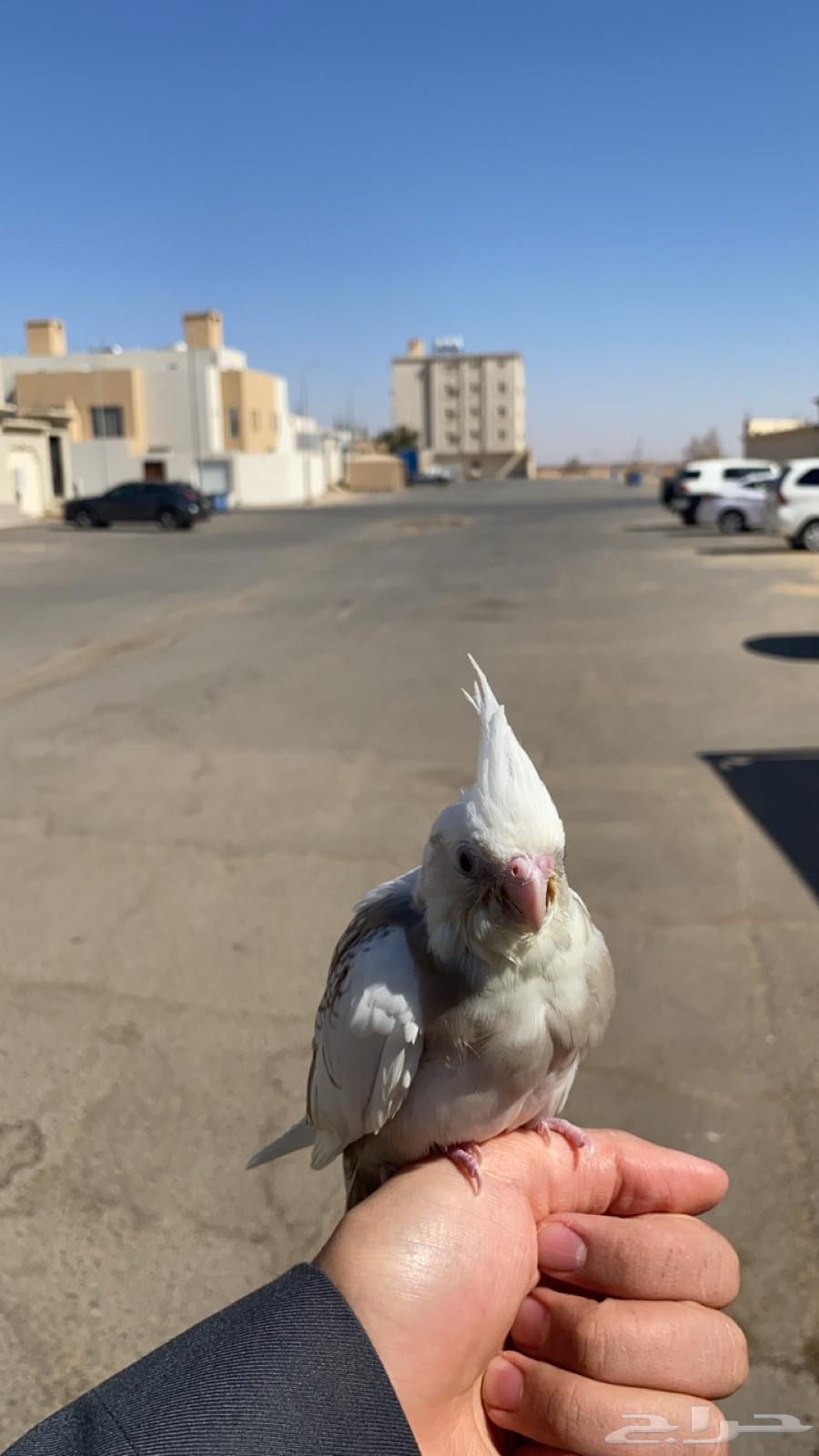 فرخ كروان مفقود حي الريان63218541909250113