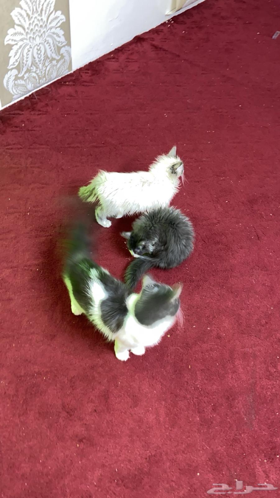 Cats for sale, mother and her kittens63208133817729113
