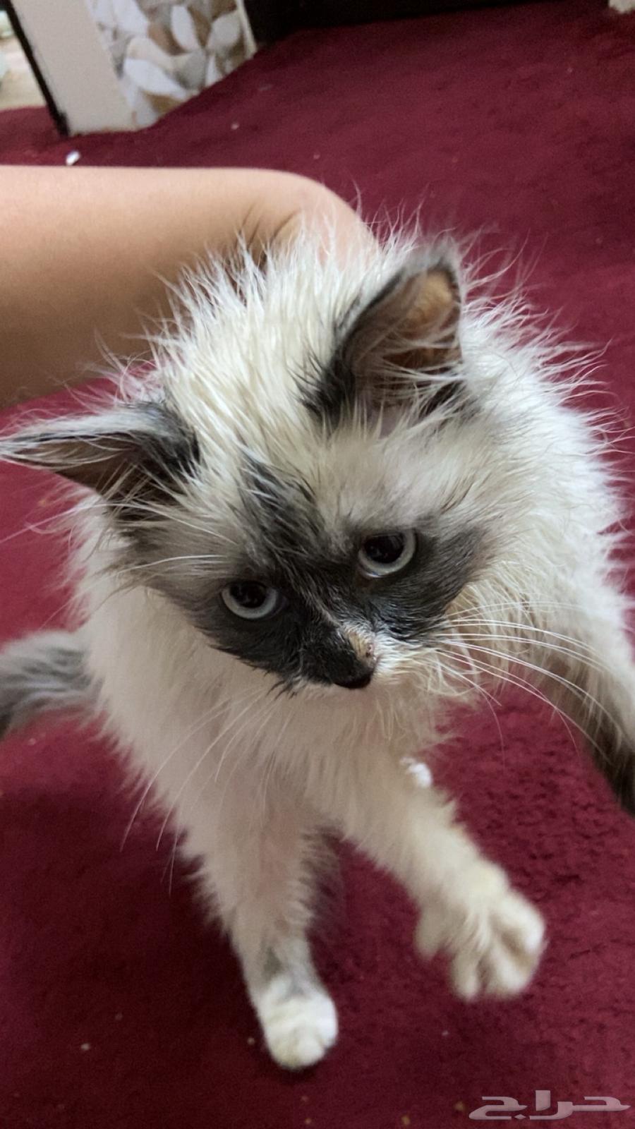 Cats for sale, mother and her kittens63208133817729112