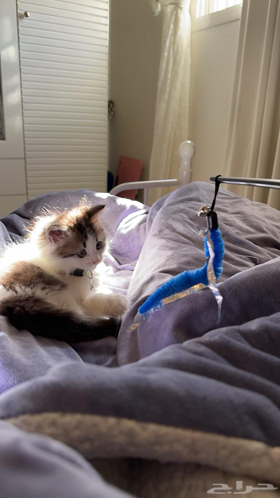 Male Shirazi cat, two and a half months old, with all its accessories63205564688259111