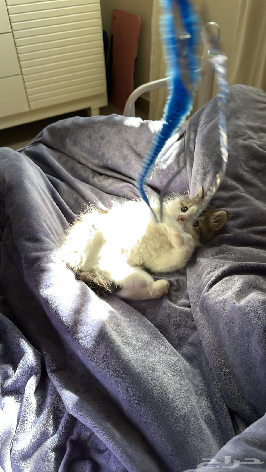 Male Shirazi cat, two and a half months old, with all its accessories63205564688259112