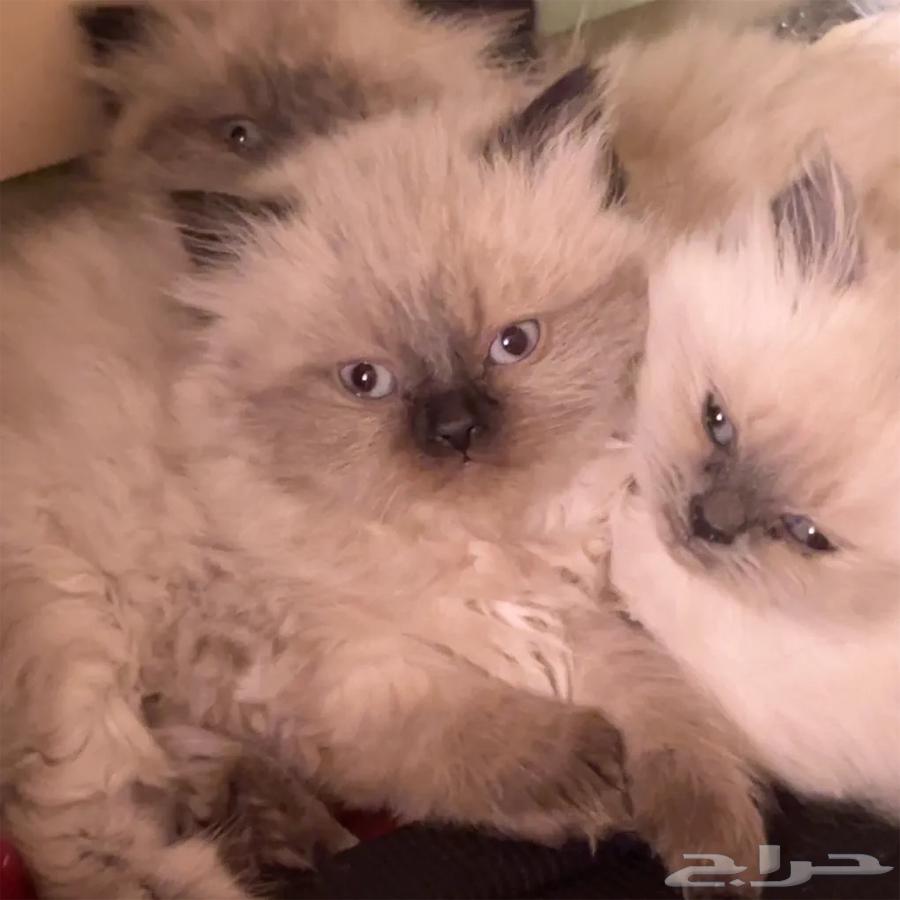Kitten cats are sleeping.63206598131715112