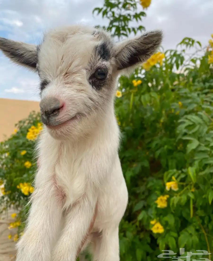 Max the dwarf goat63205554218113111