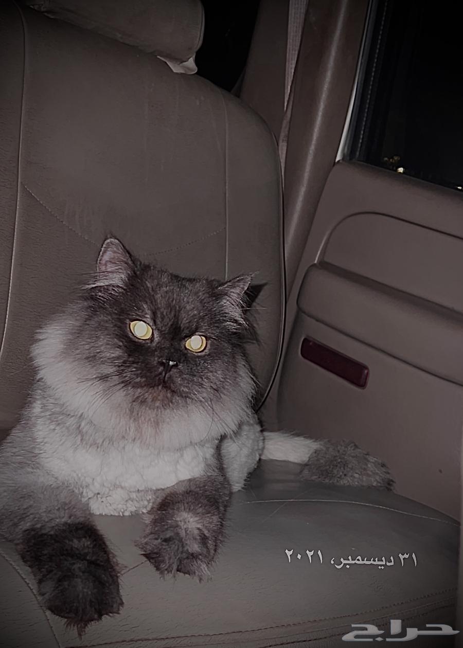 Persian kittens for sale, neutered male and female with nice faces63209081992450111