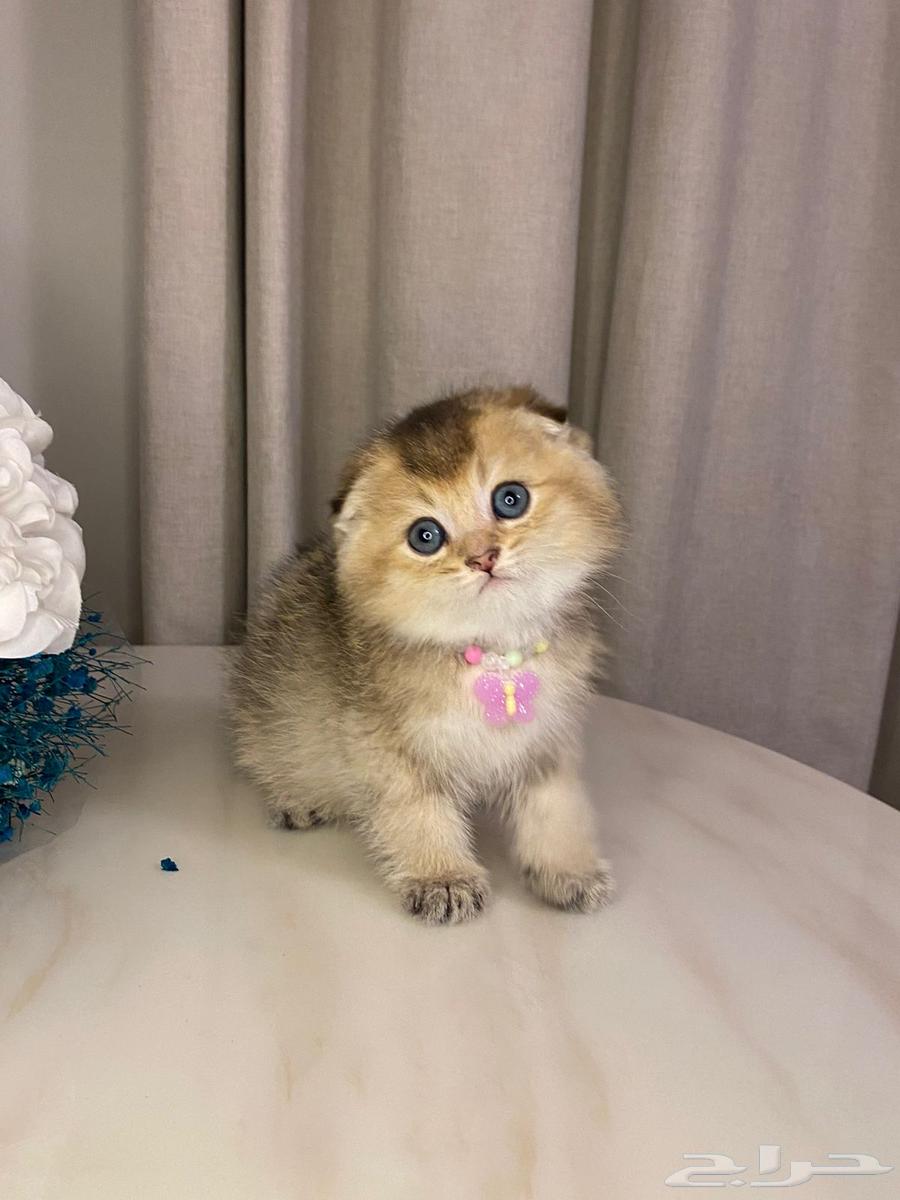 Scottish Fold kittens for sale63208133715075111