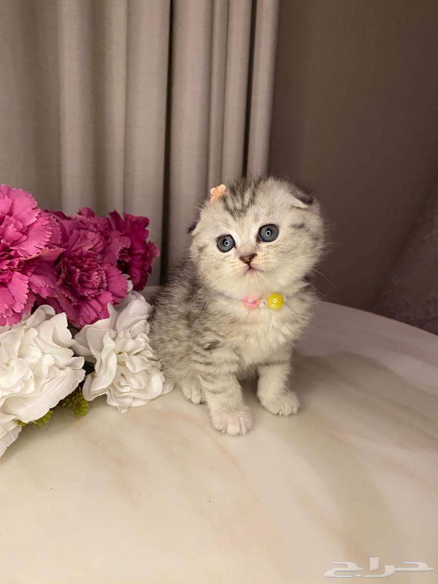 Scottish Fold kittens for sale63208133715075112