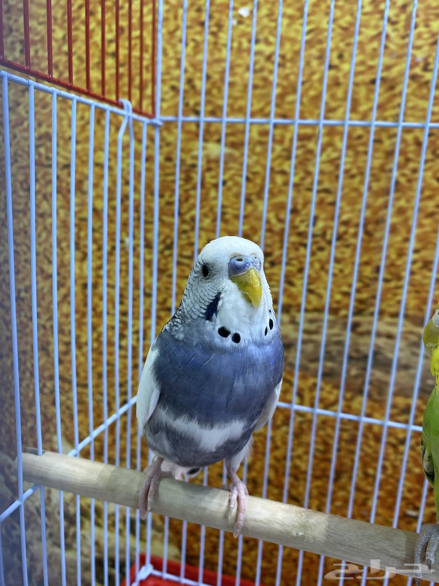 Birds of love, male and female, in a cage with their food.63206096728705111