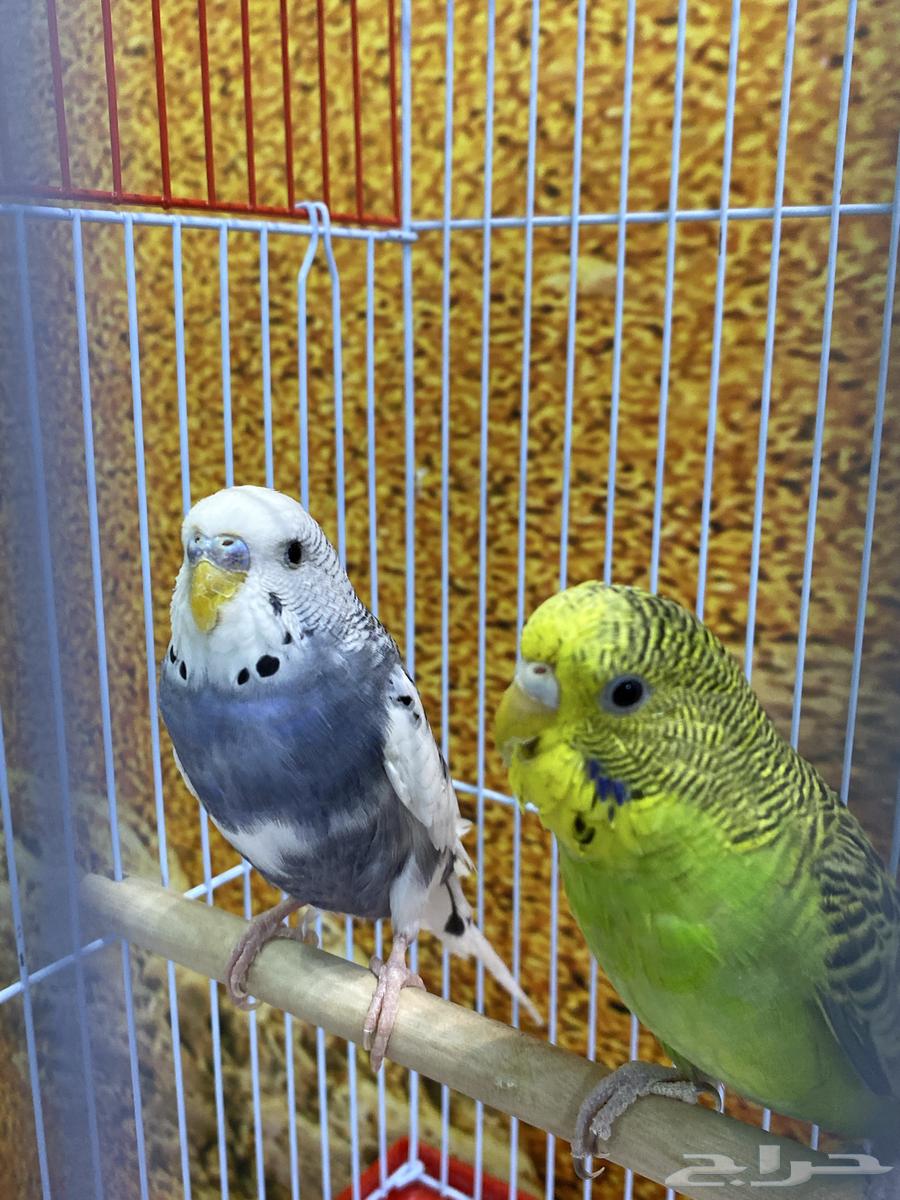 Birds of love, male and female, in a cage with their food.63206096728705112