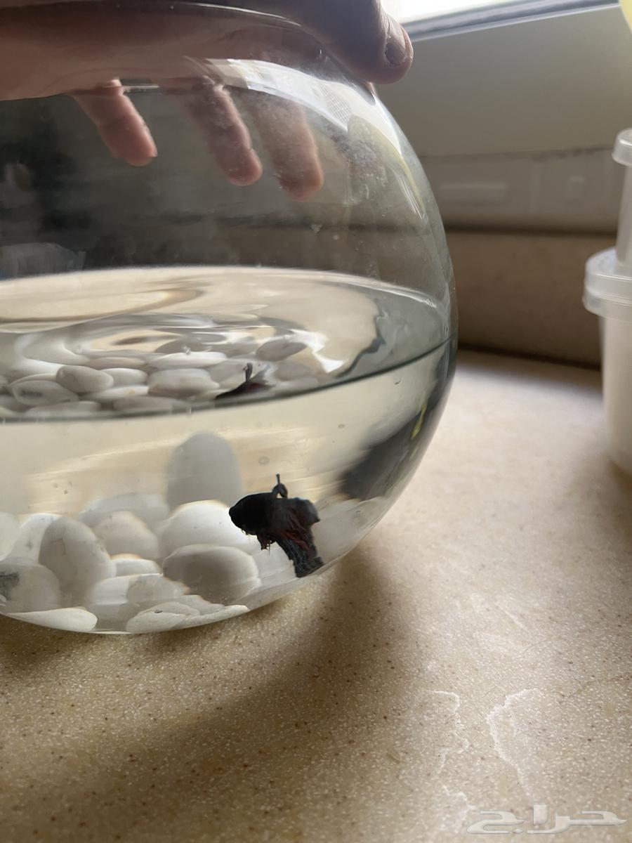 Fighter fish63205560952194114