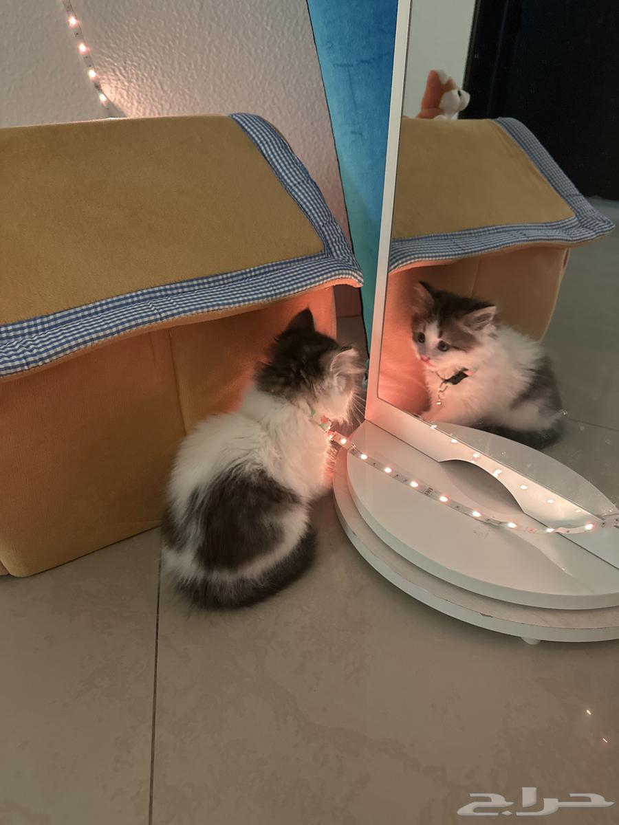 Male Shirazi cat, two and a half months old, with all its accessories63205564688259113