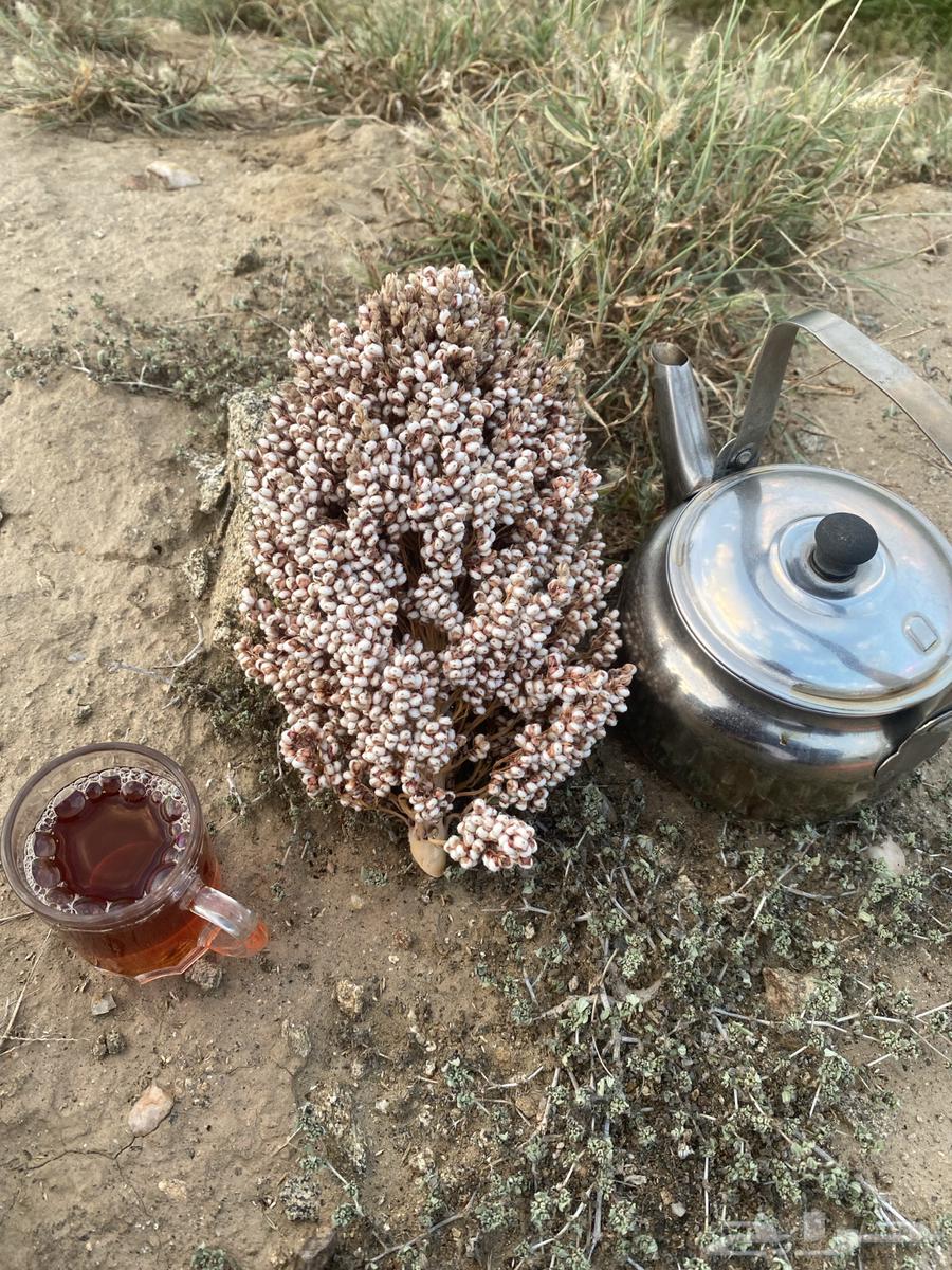 Love white grain (fine grain) cultivation on it large spikes63207111648258112