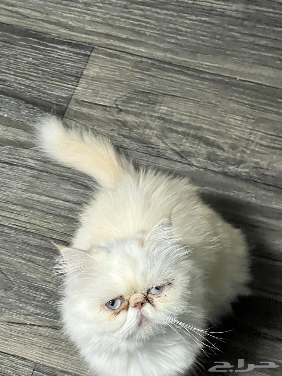 Persian kittens for sale, neutered male and female with nice faces63209081992450112