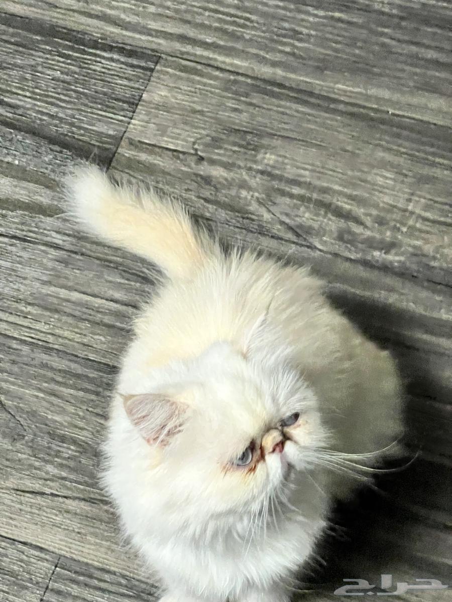 Persian kittens for sale, neutered male and female with nice faces63209081992450113