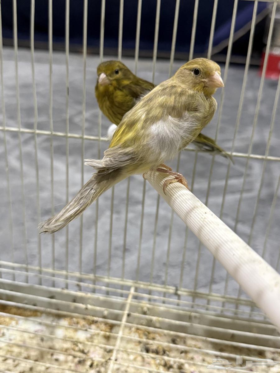 Canary63206109028098111