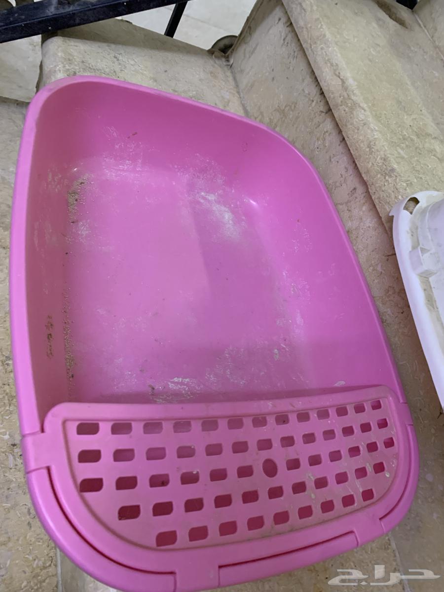 Cats' bathroom63208118692867113