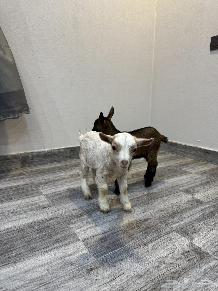 Dwarf goat for sale63206108946435113