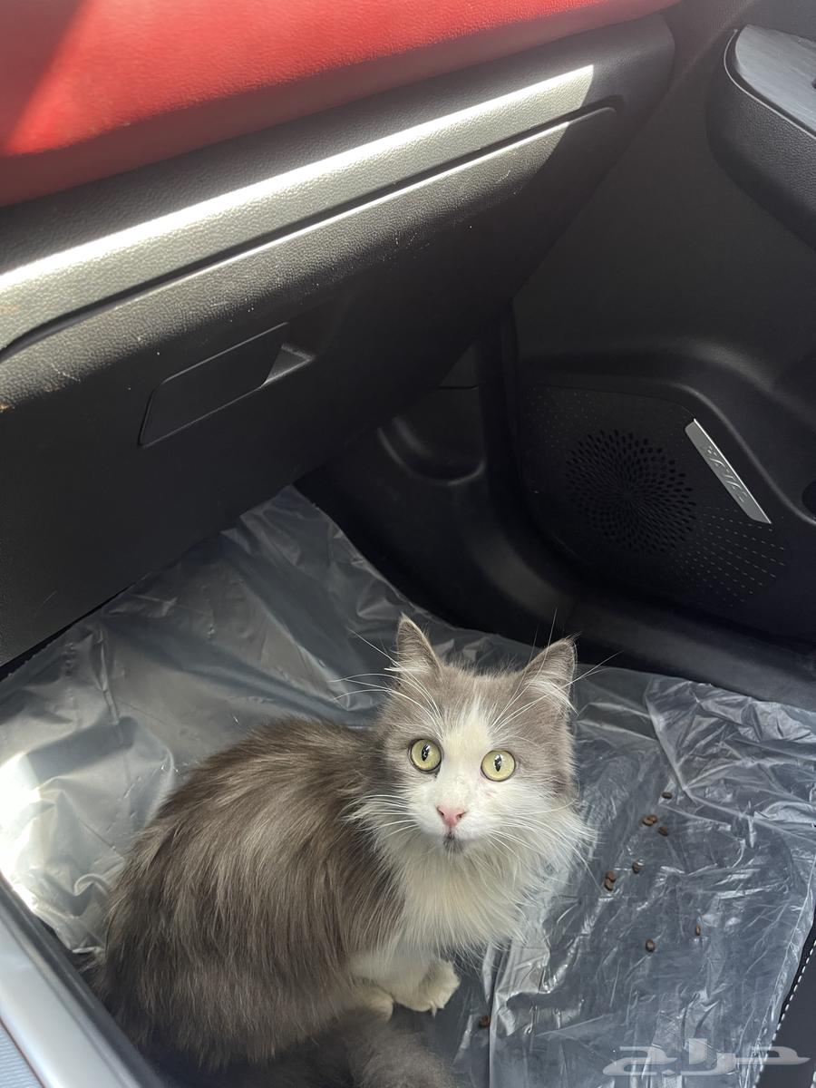 A very, very sweet, clean, and affectionate female cat for adoption63206590673921111