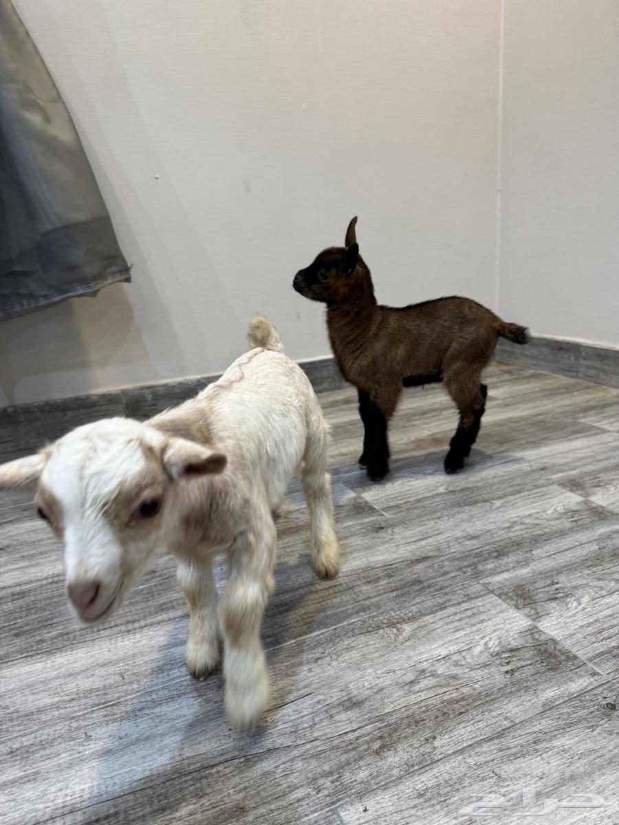 Dwarf goat for sale63206108946435112