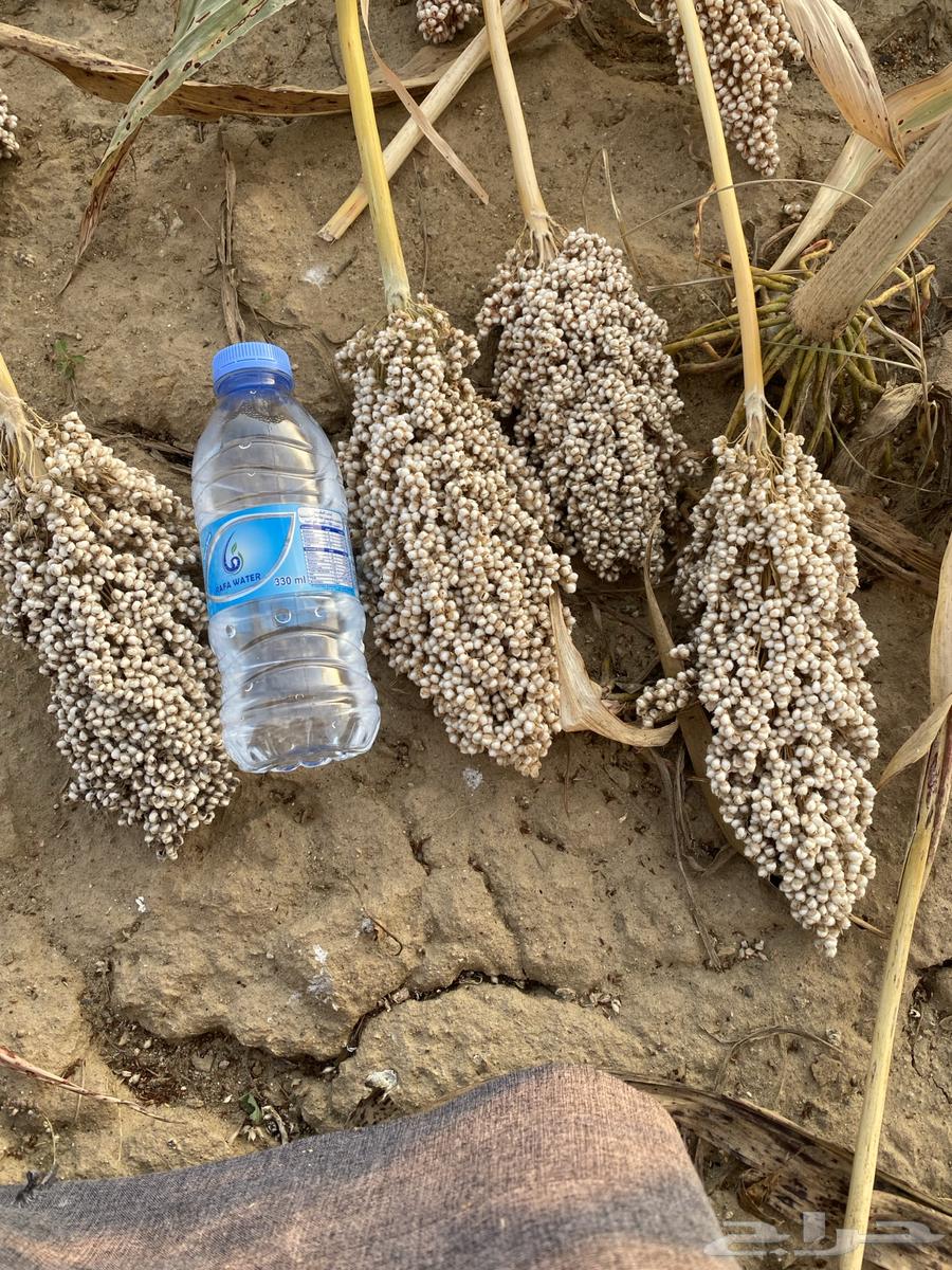 Love white grain (fine grain) cultivation on it large spikes63207111648258111