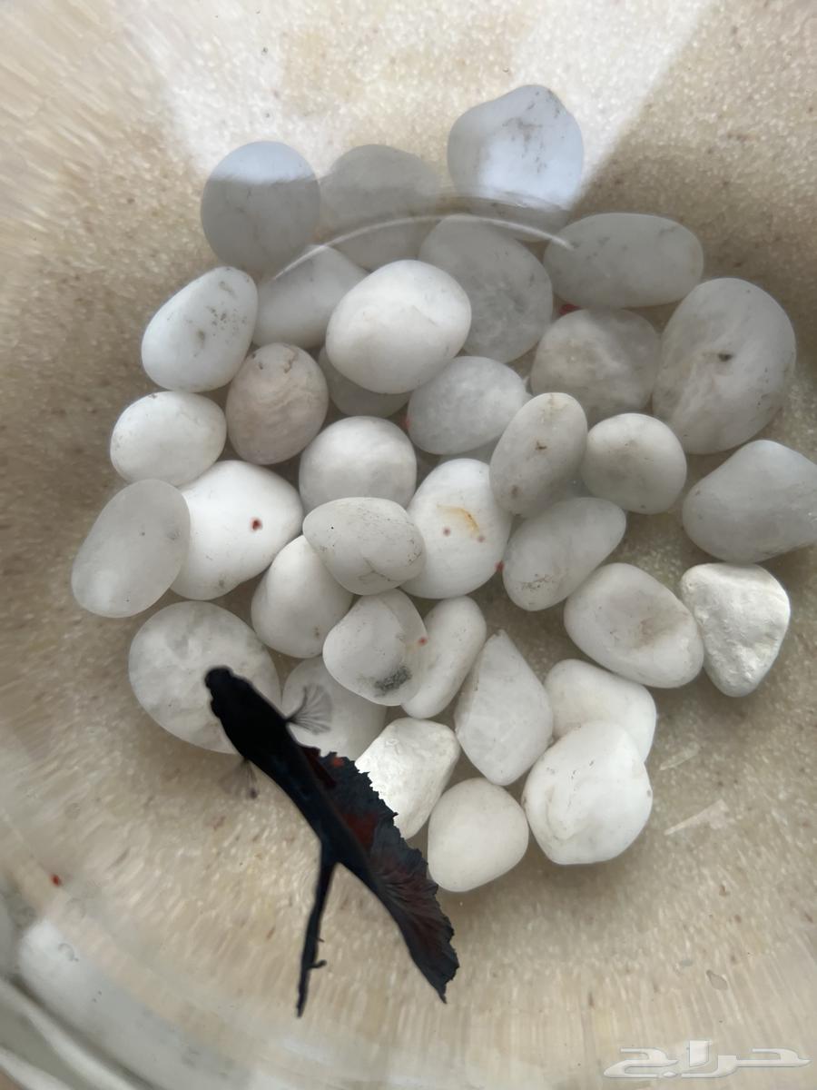 Fighter fish63205560952194113
