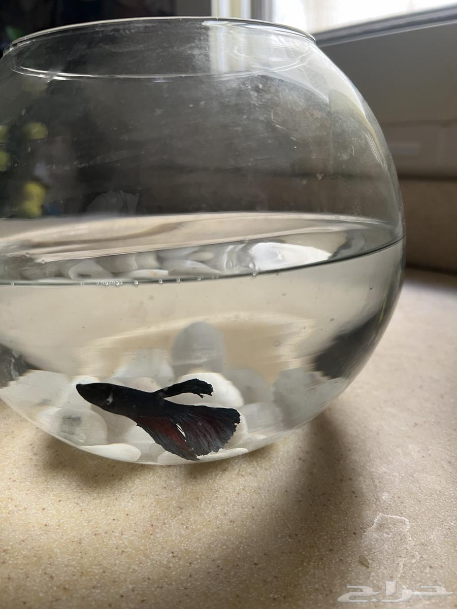Fighter fish63205560952194111