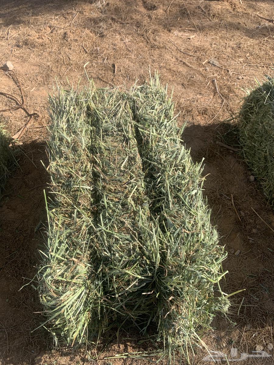 Clover with wheat ears63205557455489112