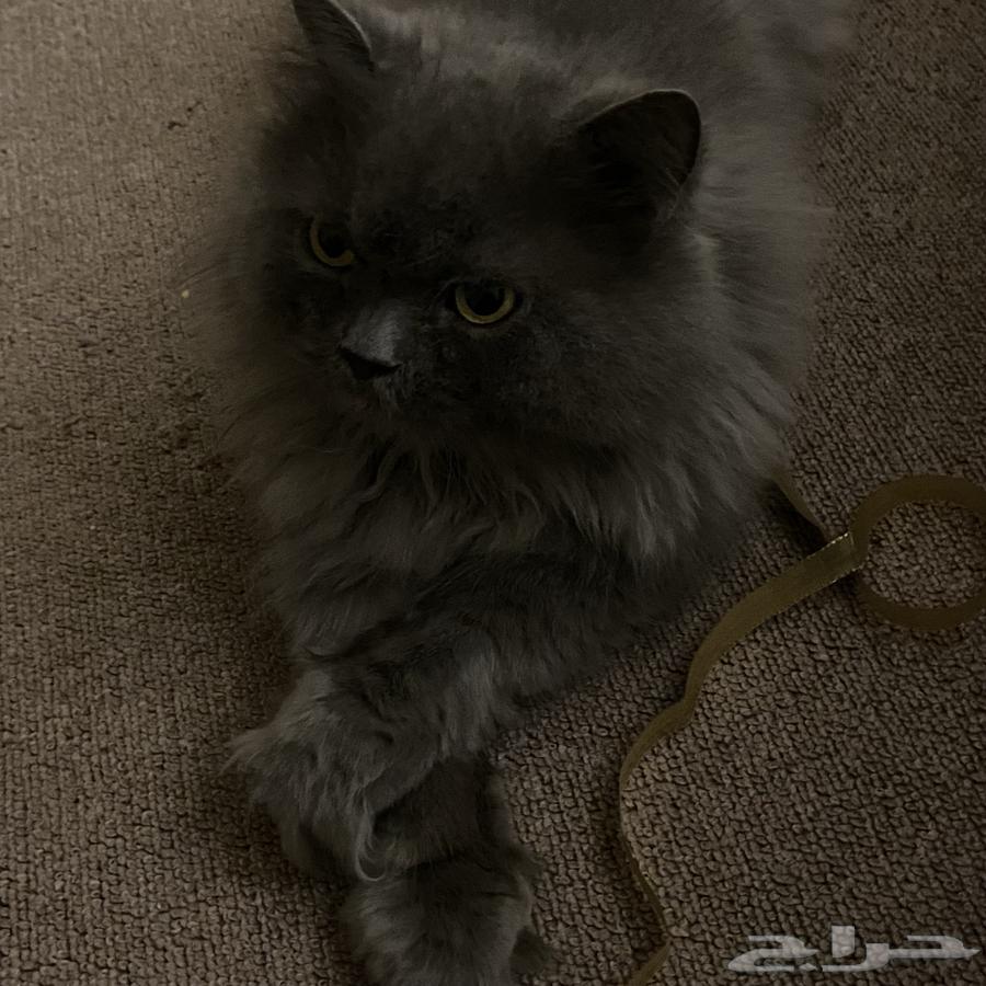 A lost gray cat is missing63208126501379111