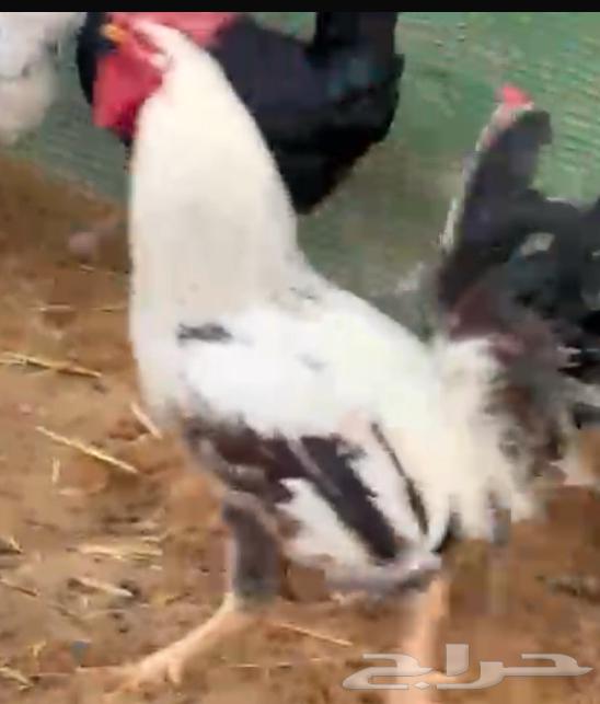 Chicken for sale63206112085250112