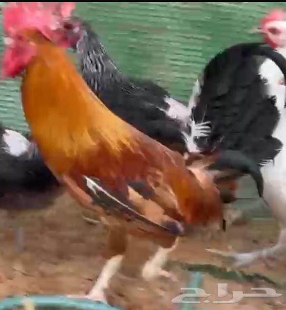 Chicken for sale63206112085250113