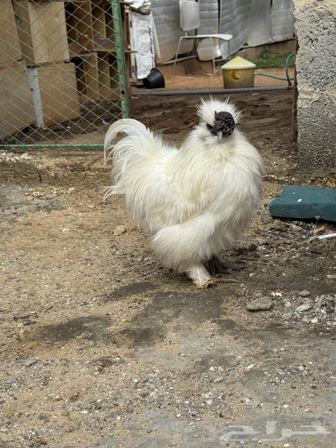 My pet rooster63206100718593111