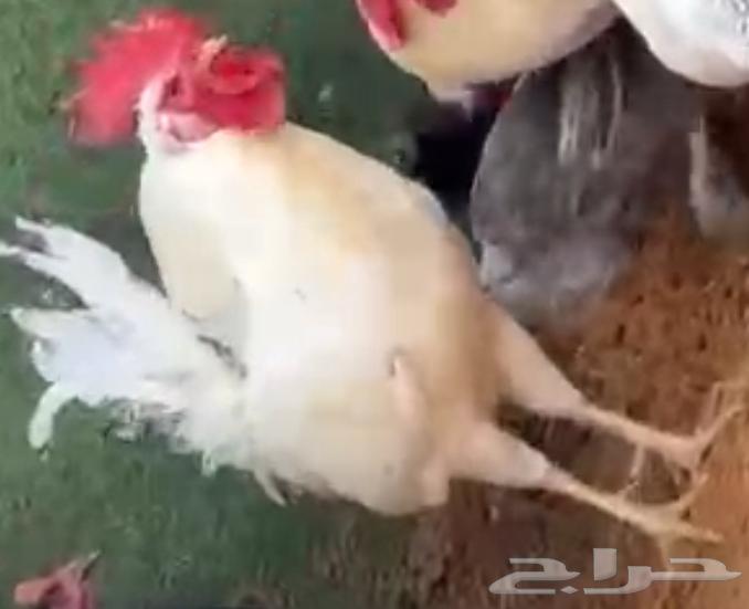Chicken for sale63206112085250114