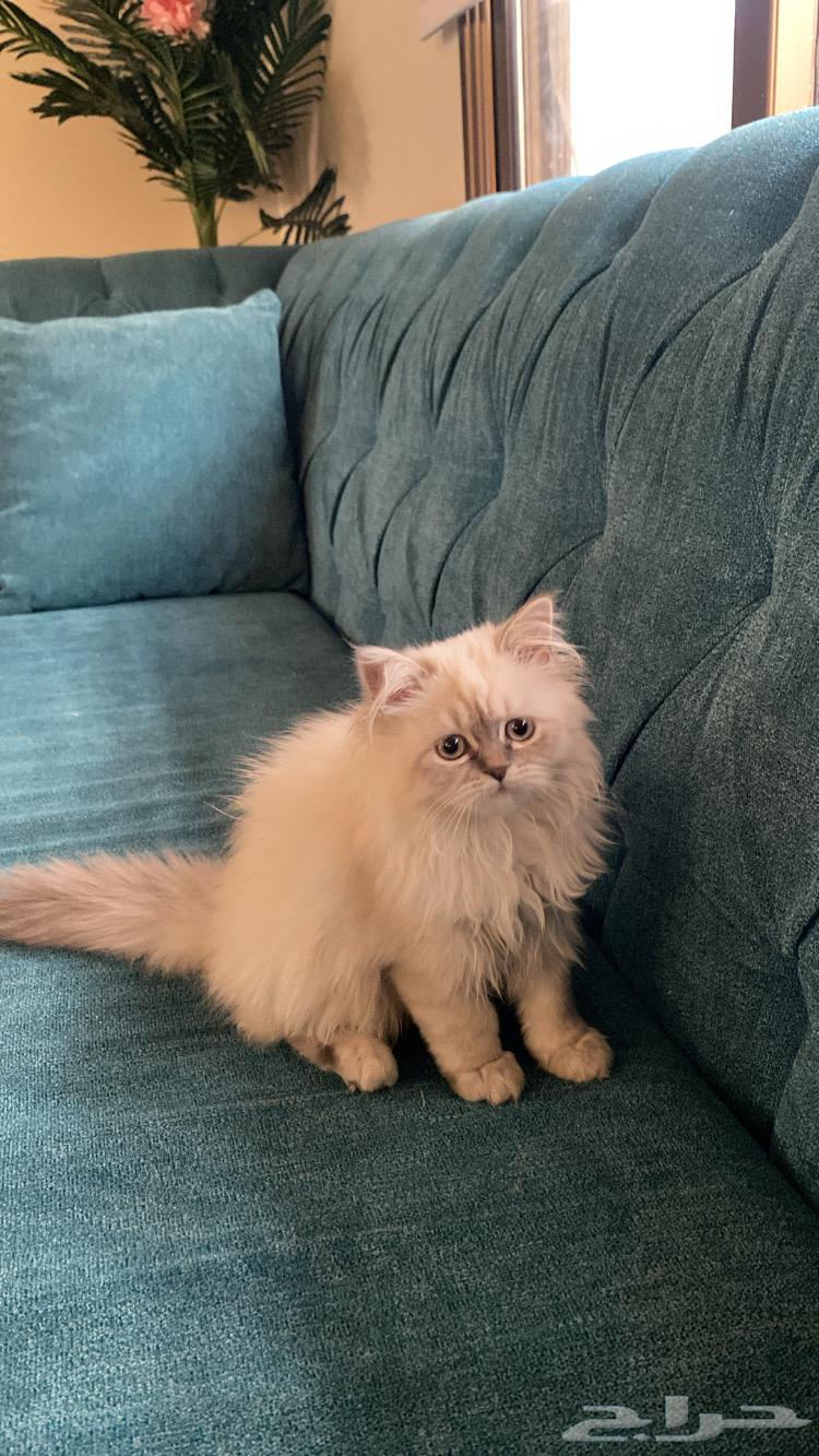 A beautiful cat63206582883073114