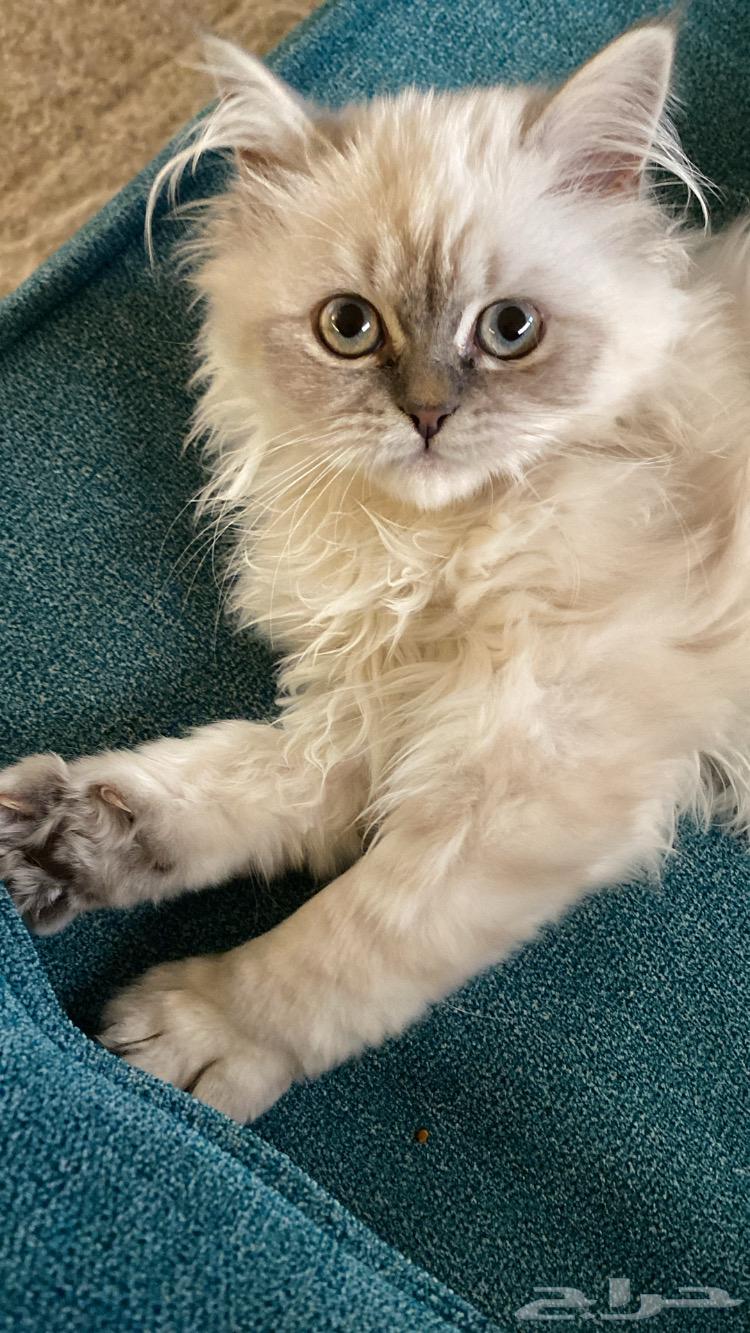 A beautiful cat63206582883073111