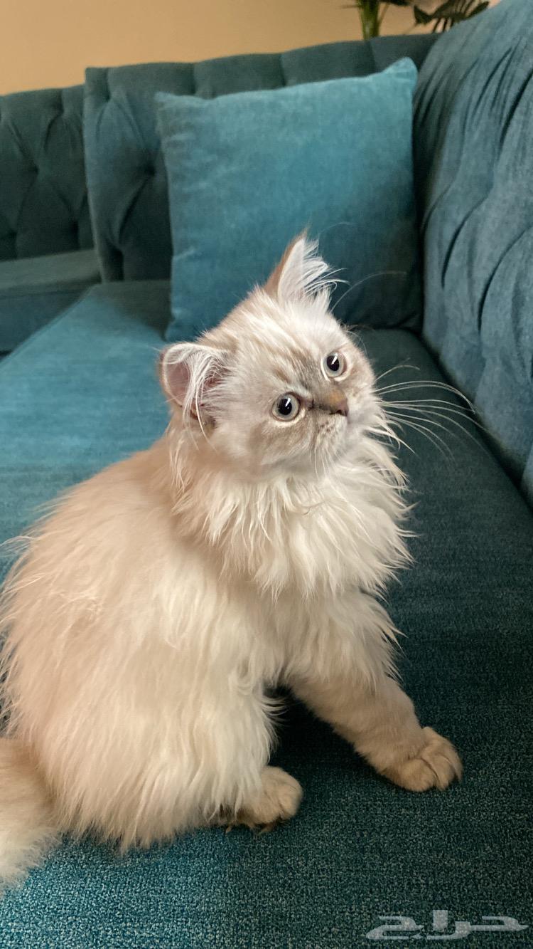 A beautiful cat63206582883073113