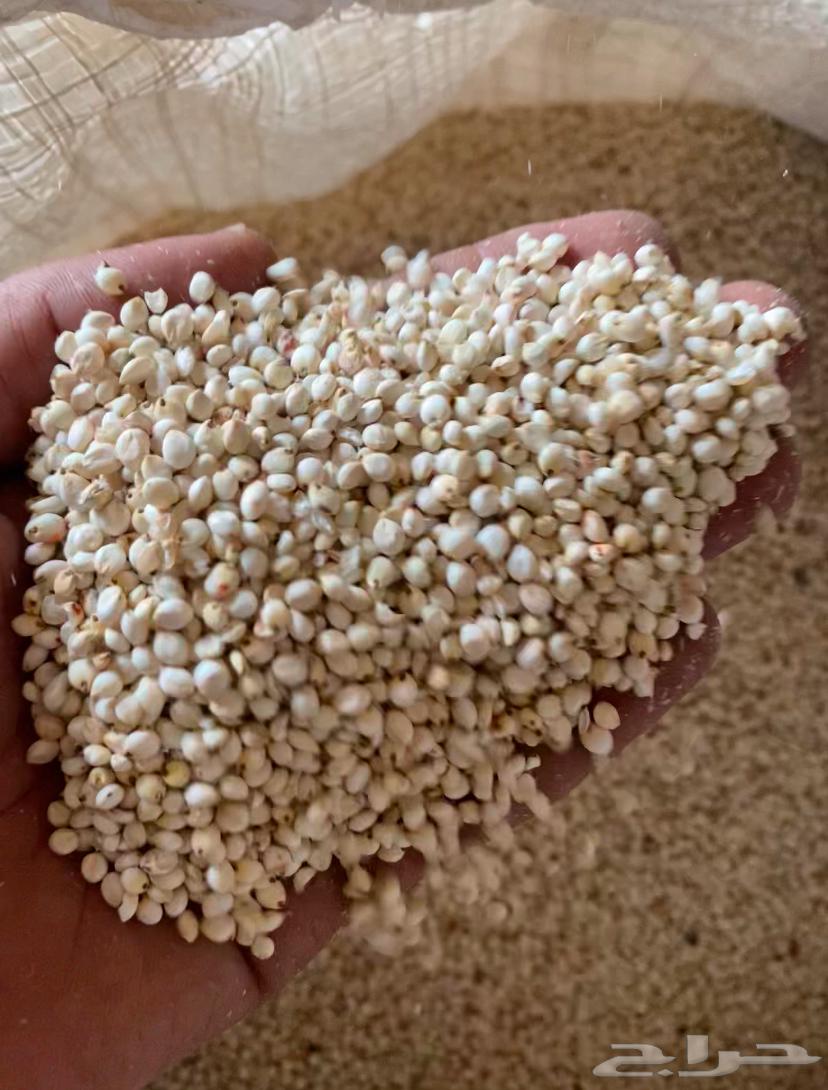 Love white grain (fine grain) cultivation on it large spikes63207111648258113
