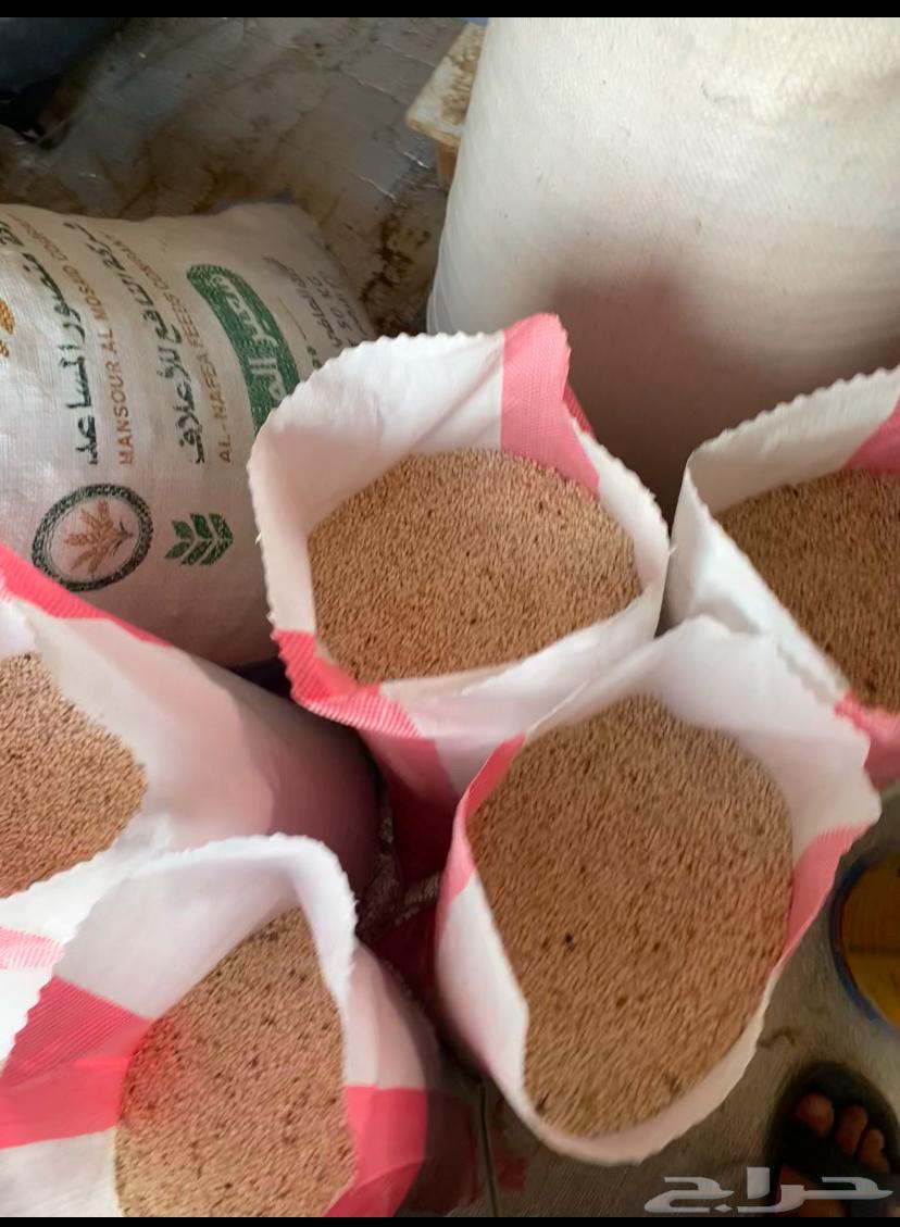 Love white grain (fine grain) cultivation on it large spikes63207111648258114