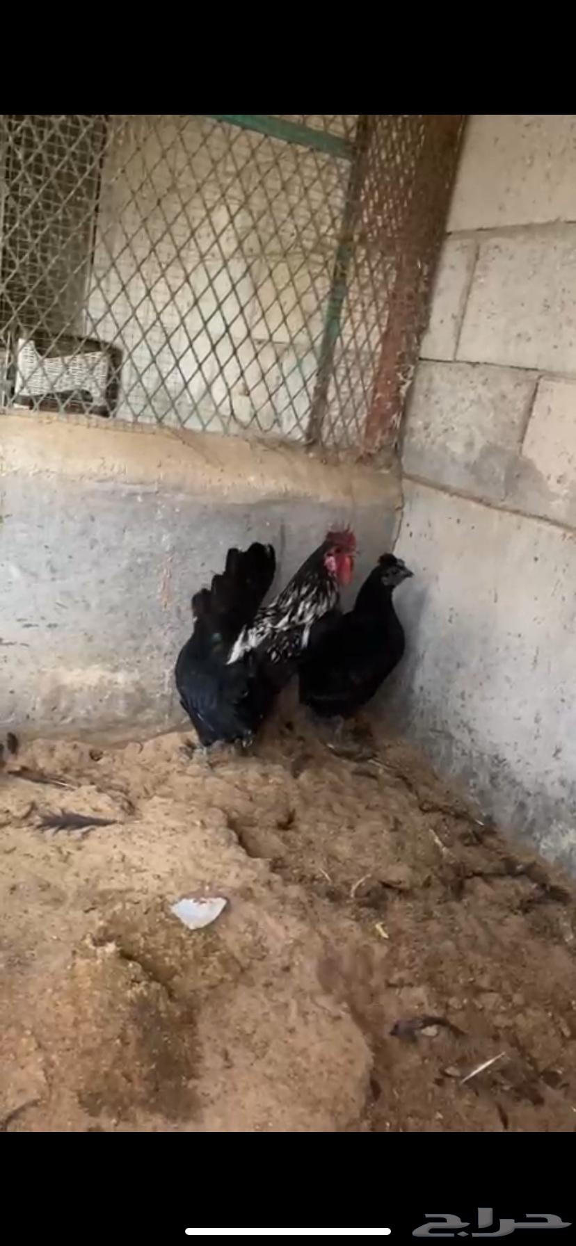 For sale, fresh chickens63208118108801111