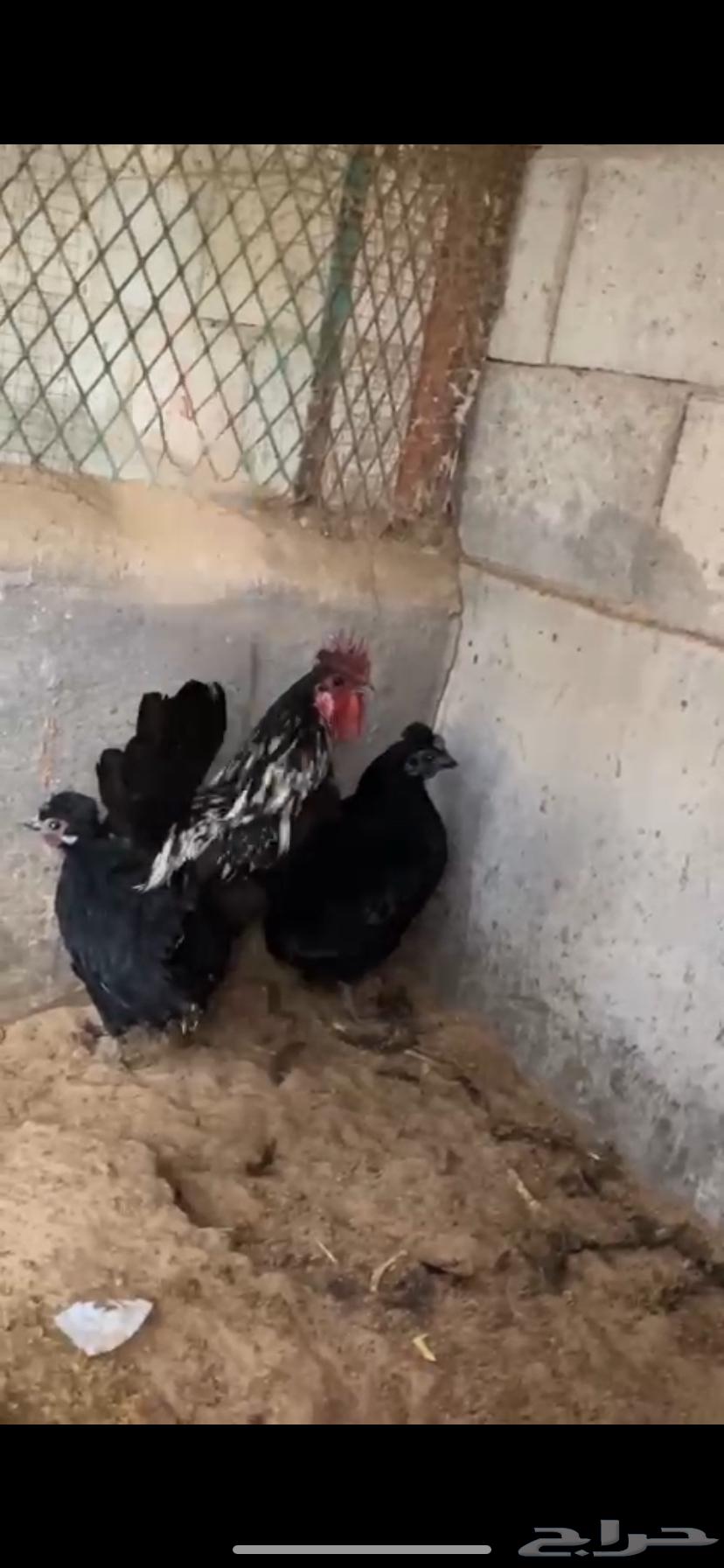For sale, fresh chickens63208118108801112
