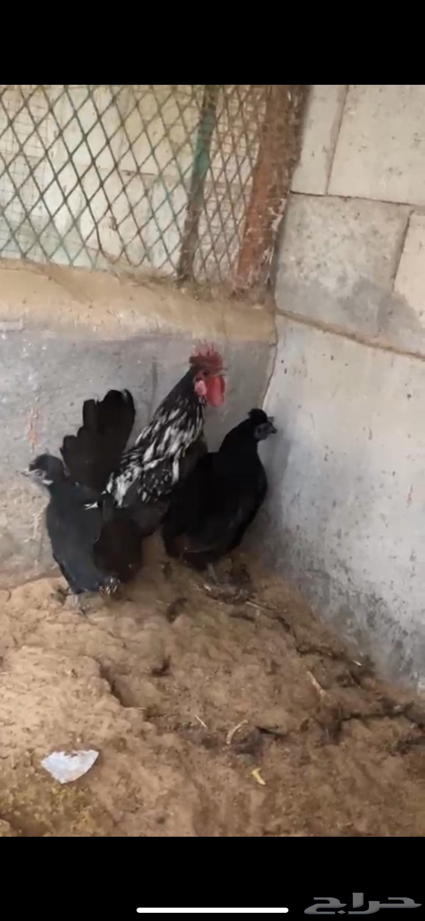 For sale, fresh chickens63208118108801113
