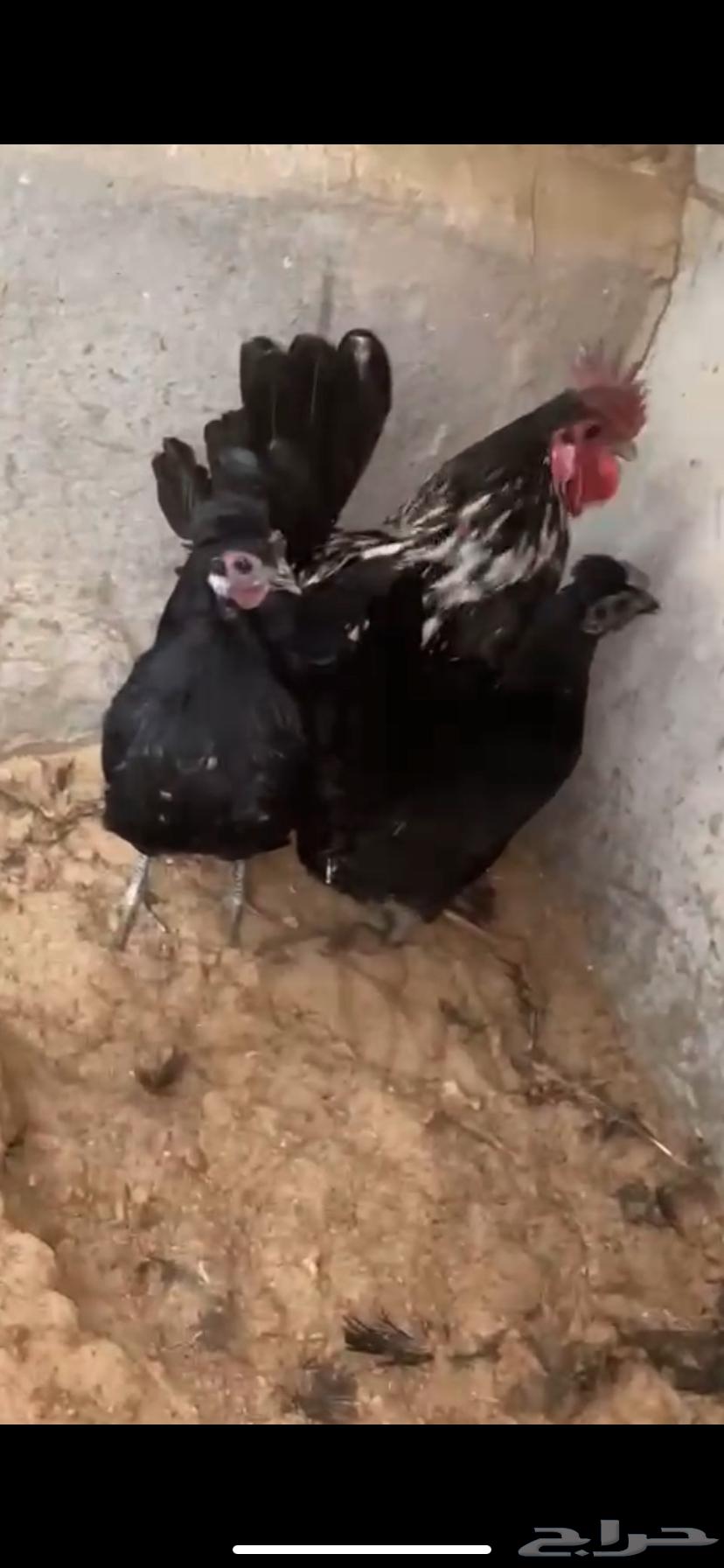 For sale, fresh chickens63208118108801114