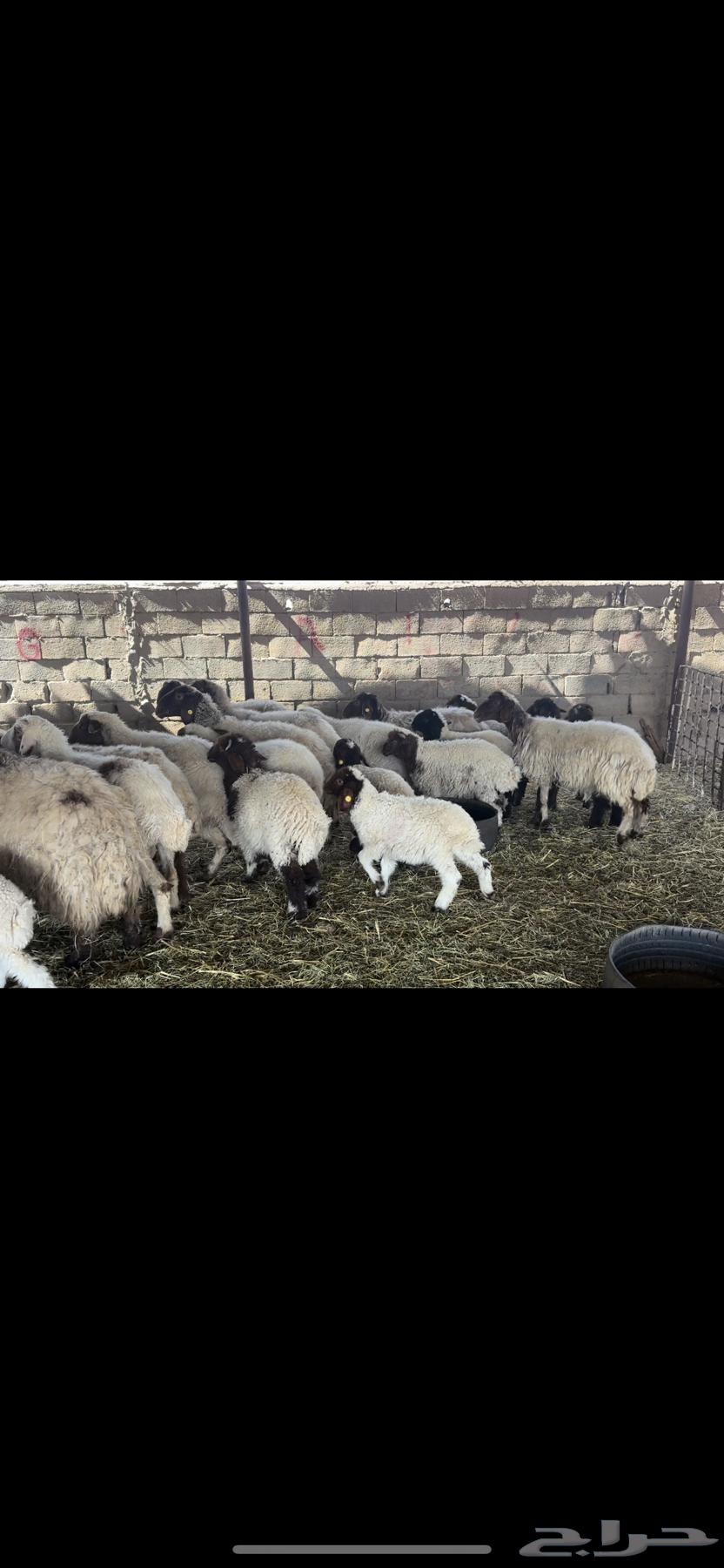 غنم نعيم مطافيل عيالها تضحي63521648866563114