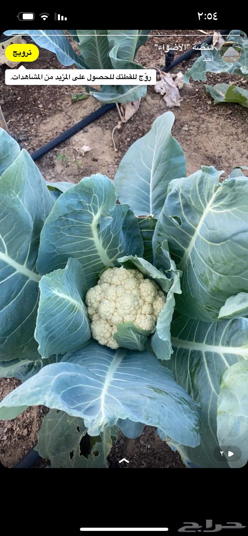 Farm for daily rent in Jubail63208126035585112
